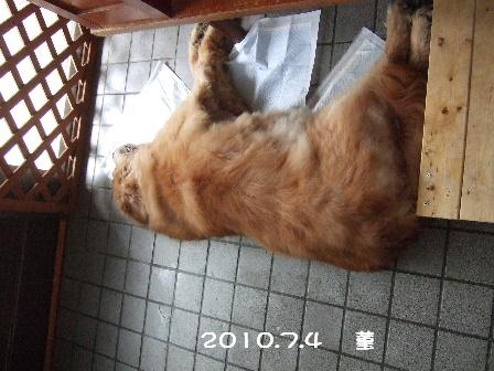 2010.7.4 菫 5.JPG