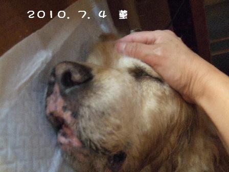2010.7.4 菫.JPG