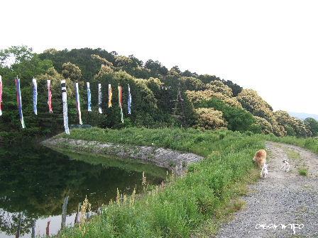 sumire8.JPG