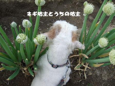 ネギ坊主とうちの坊主.JPG