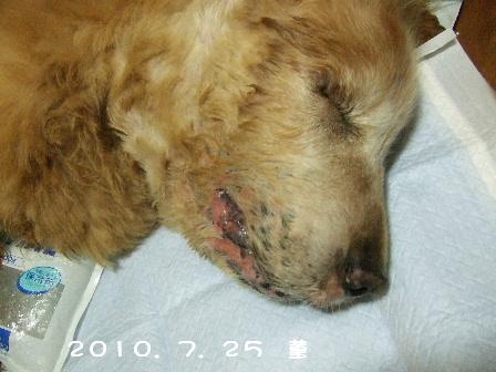 2010.7.25菫.JPG