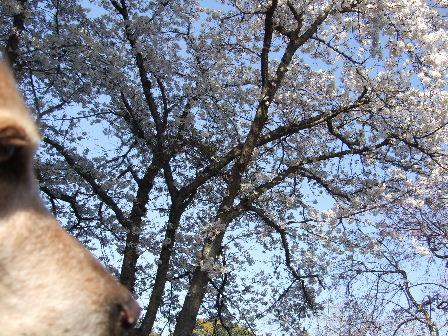 菫&桜.JPG