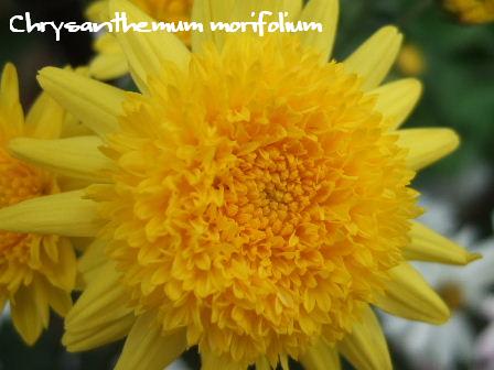 Chrysanthemum morifolium.JPG