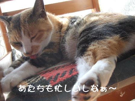 華ちゃん.JPG