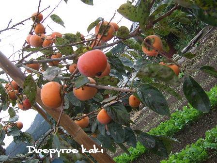 Diospyros kaki.JPG