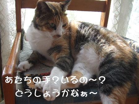 猫の手.JPG