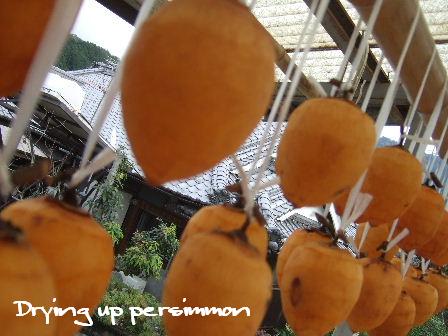 Drying up persimmon.JPG
