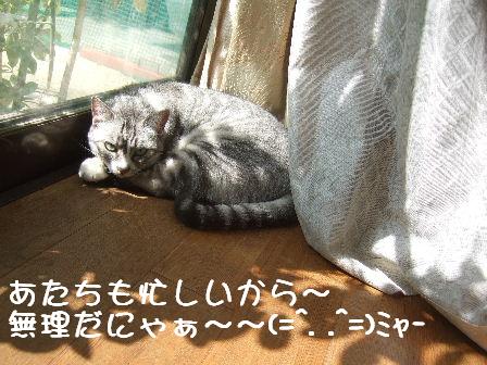 風ちゃん.JPG