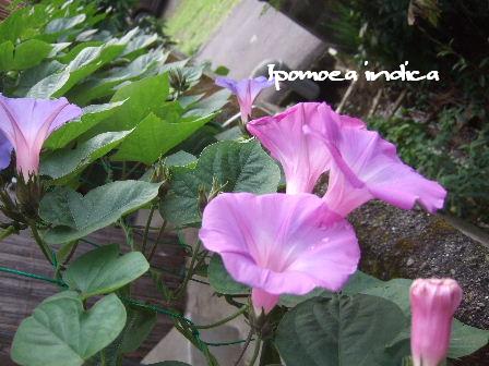 Ipomoea indica.JPG