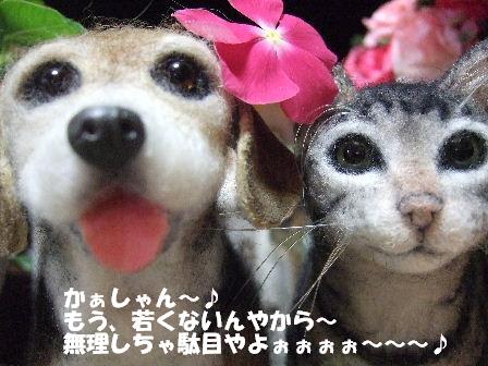 かぁしゃん.JPG