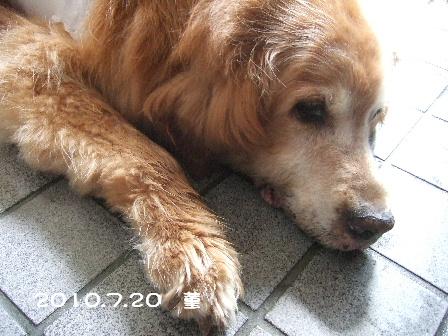 2010.7.20菫.JPG
