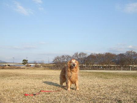 sumire7.JPG