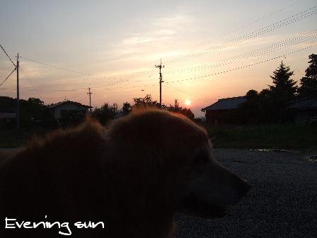 Evening sun.JPG