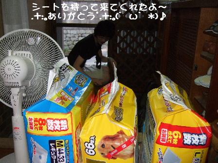 シートのプレゼント.JPG