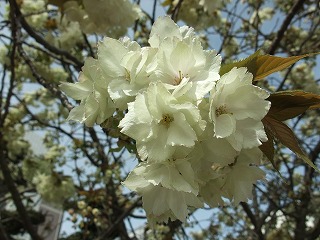 御衣黄桜と鬱金桜の違いについて うろうろしたいな日記 楽天ブログ