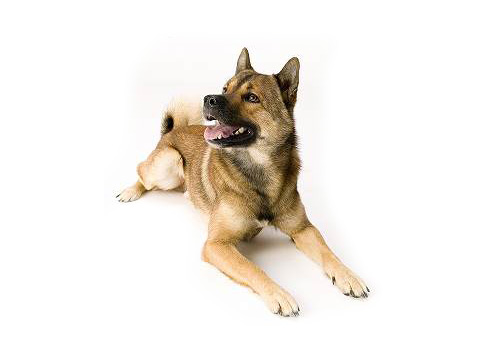 日本の犬 エジプトの犬 メキシコの犬 犬のいる生活 楽天ブログ