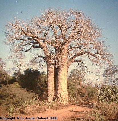 バオバブ(Adansonia)の種類一覧 | （有）かえる商会 - 楽天ブログ