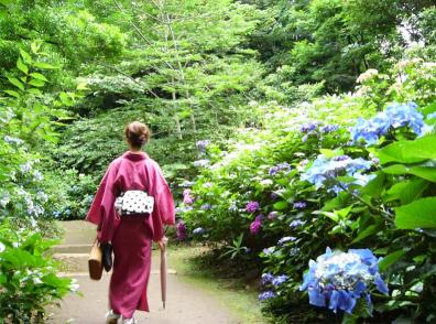 六義園に紫陽花を見に ほぼ日刊 着物新聞 楽天ブログ