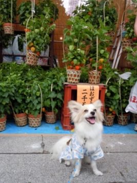 ほおずき市