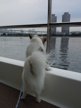 水上バス