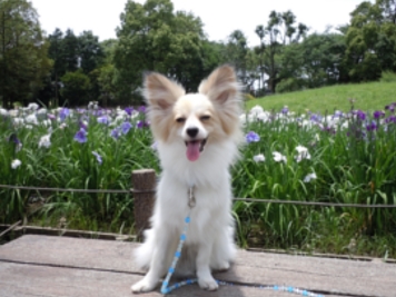 水元公園 菖蒲