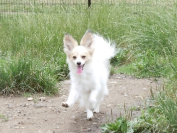 水元公園 ドッグラン 2010-6-24
