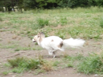 水元公園 ドッグラン 2010-6-24