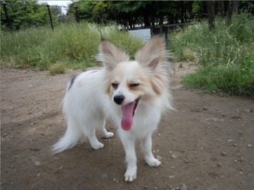水元公園 ドッグラン 2010-6-24