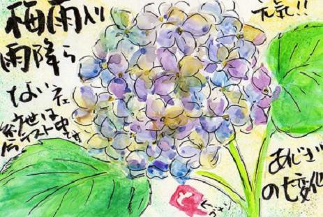 紫陽花 時の絵手紙 楽天ブログ
