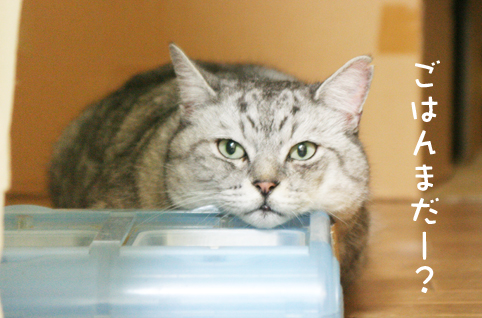 ドア越しに・・・ | 飼い猫志願～けっこう野良やってました～ - 楽天ブログ