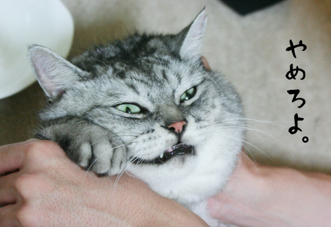 怖い顔 飼い猫志願 けっこう野良やってました 楽天ブログ