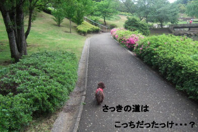 2006_0514母の日0031 (2).JPG