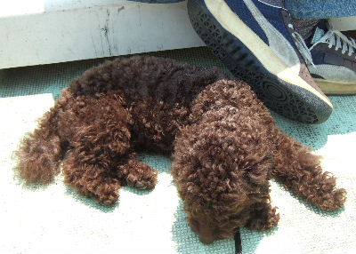 2006_0601山中湖0065a.JPG