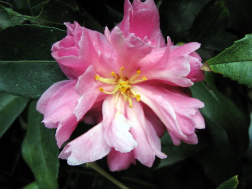 山茶花（サザンカ）の花 | 美作（みまさか） - 楽天ブログ