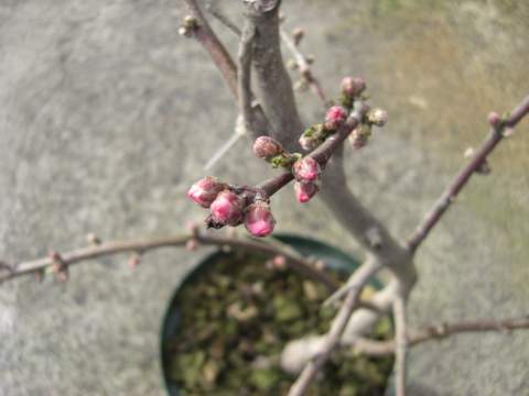 照手水蜜の花芽