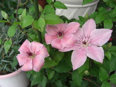 すごく多花性のクレマチス ピンクファンタジー 蕾が沢山で楽しみです 遥かな世界 楽天ブログ
