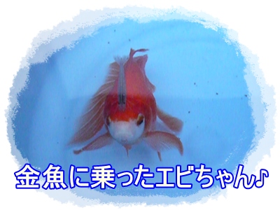 金魚に乗った エビちゃん アメコカ 蘭々ちゃんのお部屋 楽天ブログ