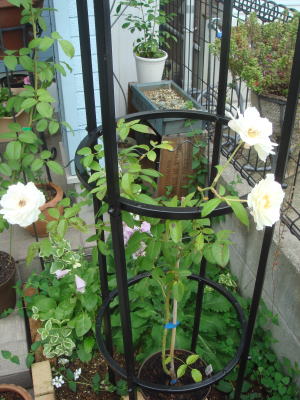 花壇にオベリスク設置 ｈ ａ ｎ ａ ｕ ｔ ａ 楽天ブログ