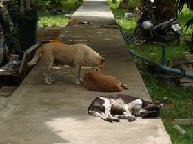 犬がゴロゴロ・・・