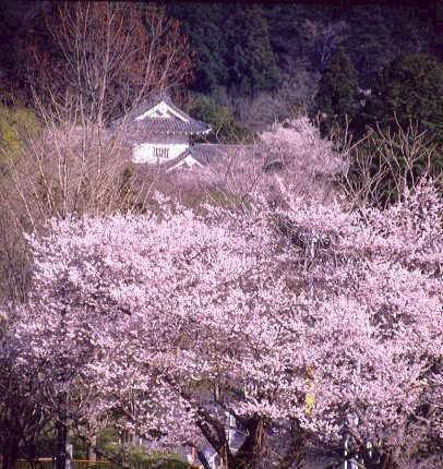 青葉山の桜.jpg