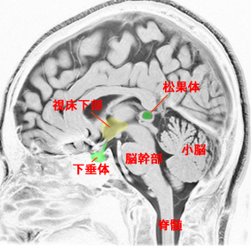 下垂体腫瘍のすべて (新品)+spbgp44.ru