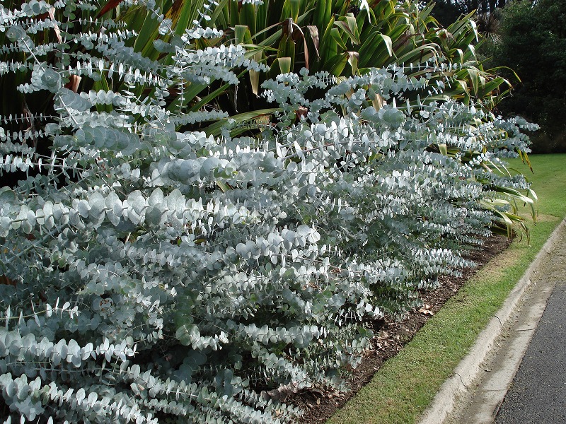 オーストラリアの植物 Silver Leaved Mountain Gum マルバユーカリ オーストラリア 大自然と動植物 楽天ブログ