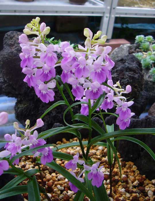 チドリ類（ラン科） 高山植物・山野草展 楽天ブログ