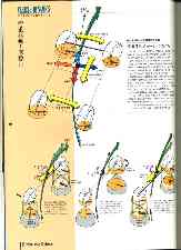 ７