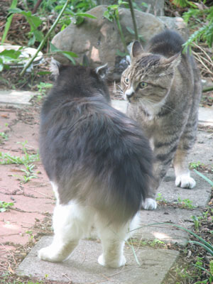 昼下がりに 猫の にらみ合い はてなのゆりさん 楽天ブログ