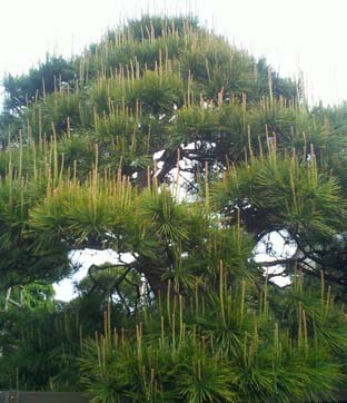 松の芽欠き 東京の端っこの植木屋 庭師寿の現場日記 楽天ブログ