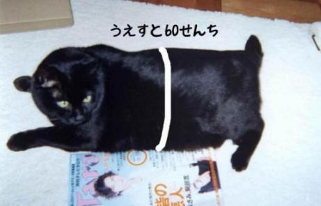 超メタボ猫 おはぎ 特大 のすべて 猫三昧 ３ 楽天ブログ