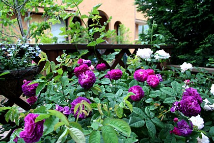 庭の薔薇 イポリッツとポンポン ブラン パルフェ Rom 111 Website 楽天ブログ