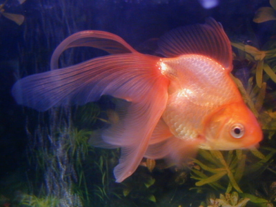 金魚パパ