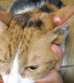 耳が禿げてしまった愛猫 三毛猫アイリスの 唯我独尊 楽天ブログ